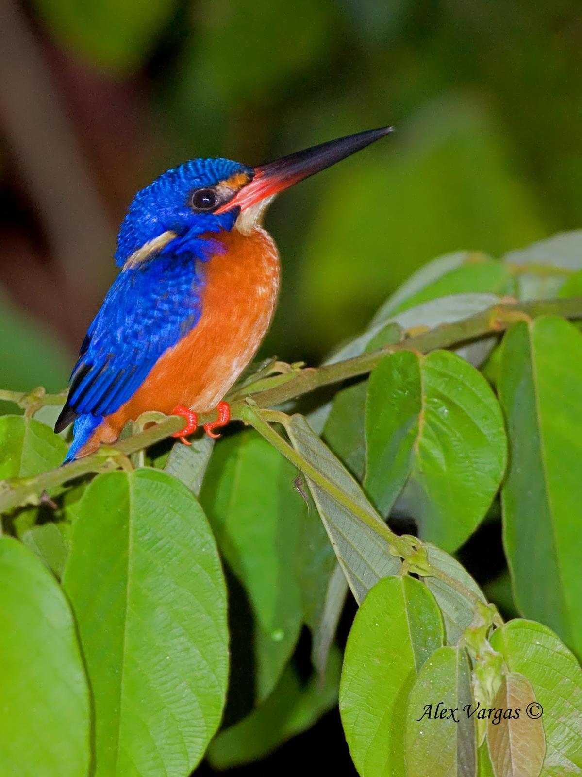 Blue-eared Kingfisher Photo by Alex Vargas