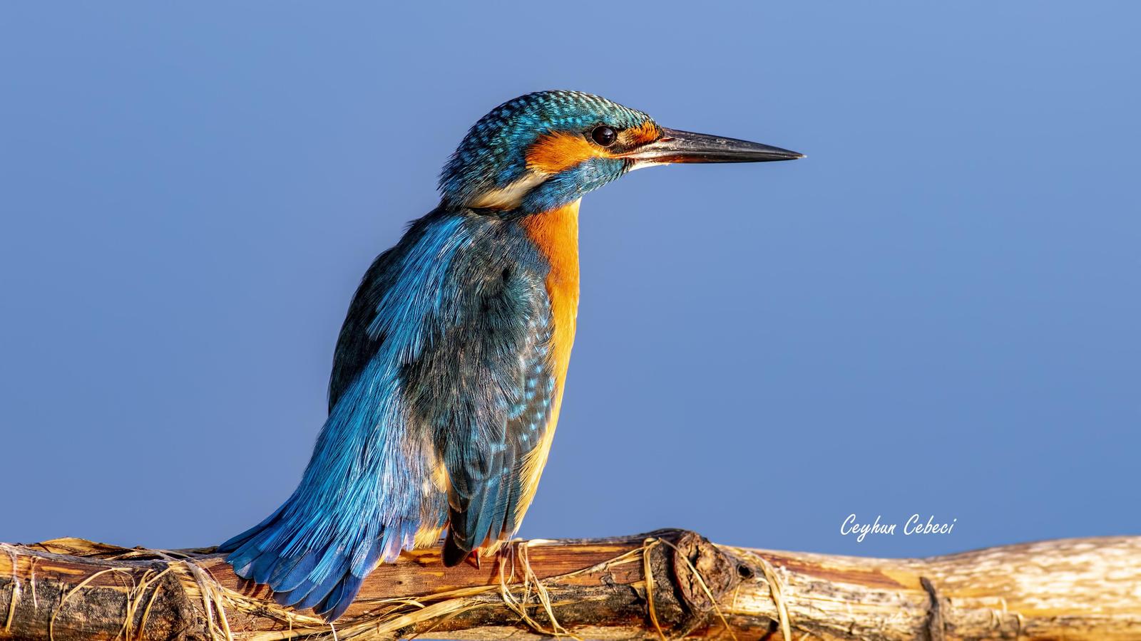 Blue-banded Kingfisher Photo by Ceyhun Cebeci