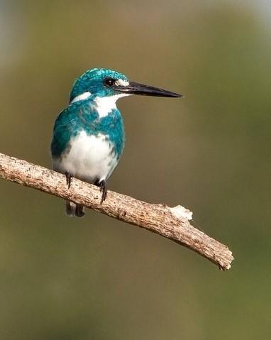 Small Blue Kingfisher Photo by Mat Gilfedder