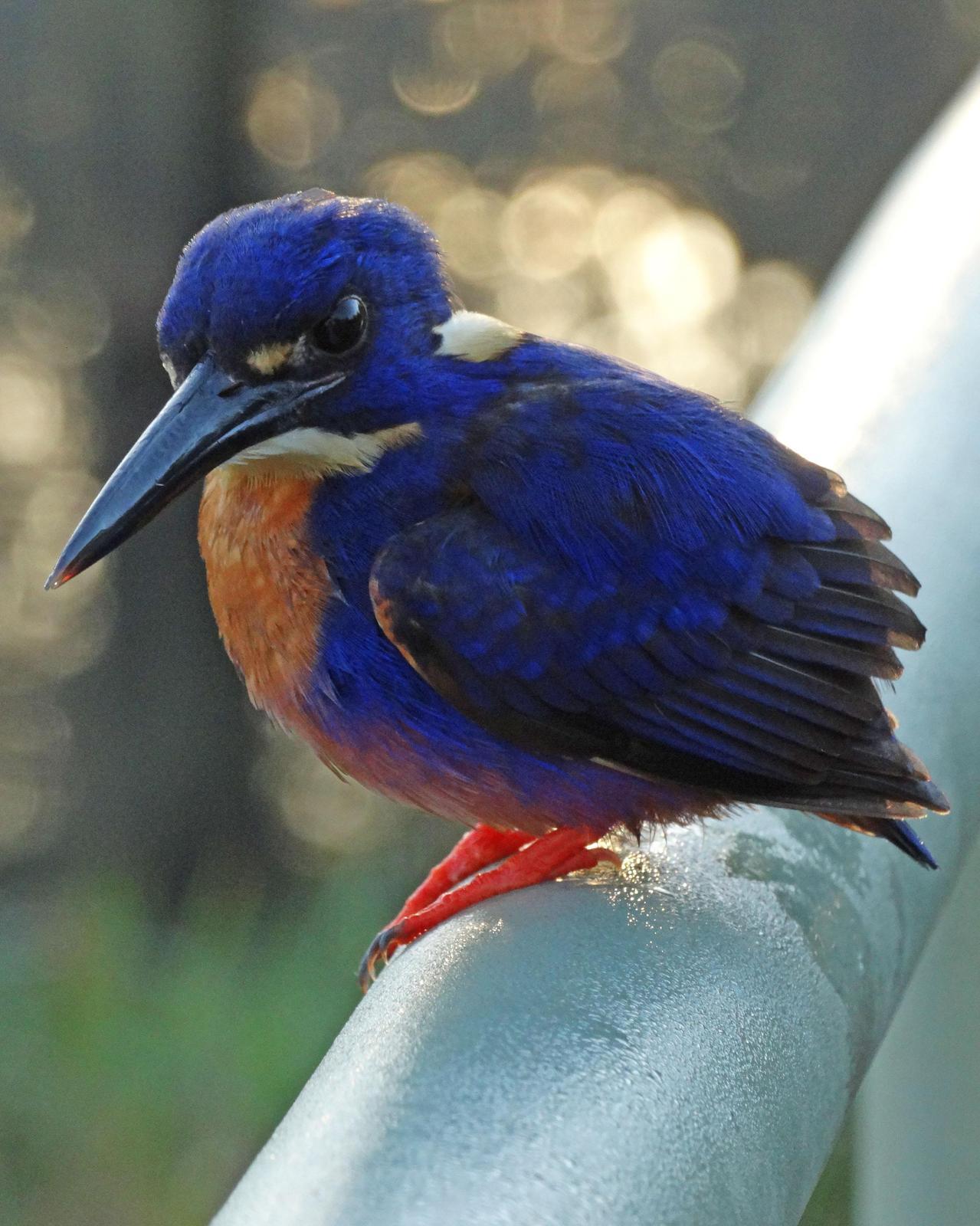 Azure Kingfisher Photo by Emily Percival