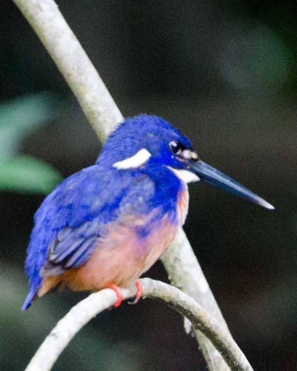 Azure Kingfisher Photo by Bob Hasenick