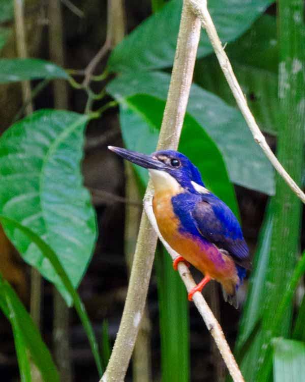 Azure Kingfisher Photo by Bob Hasenick