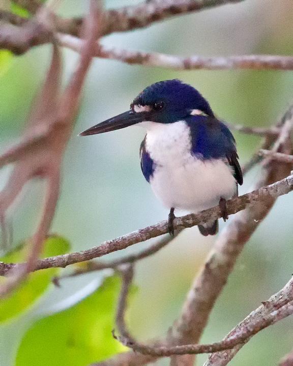Little Kingfisher Photo by Mat Gilfedder