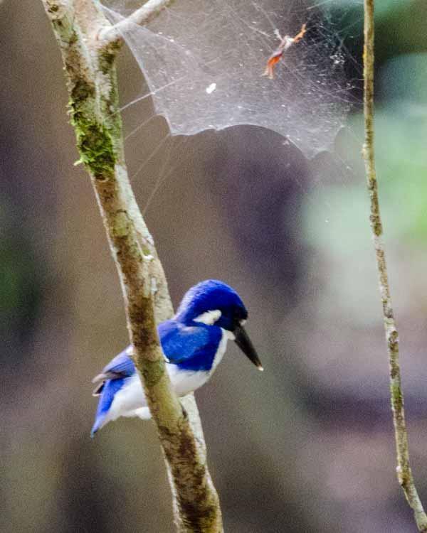 Little Kingfisher Photo by Bob Hasenick