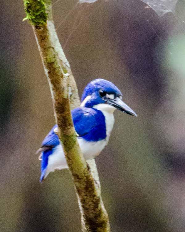 Little Kingfisher Photo by Bob Hasenick