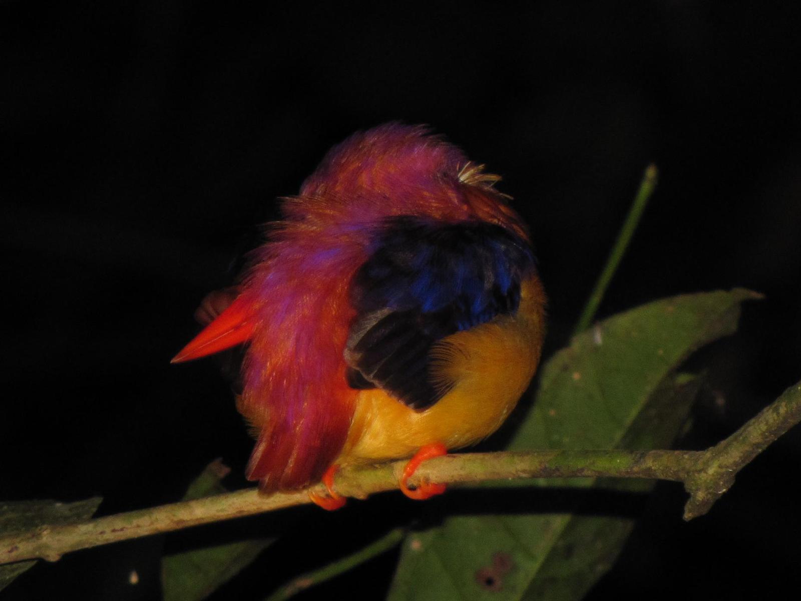 Black-backed Dwarf-Kingfisher Photo by Jeff Harding