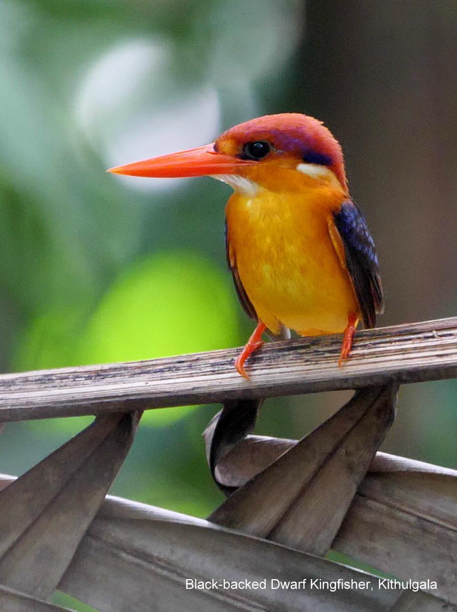 Black-backed Dwarf-Kingfisher Photo by Peter Edmonds