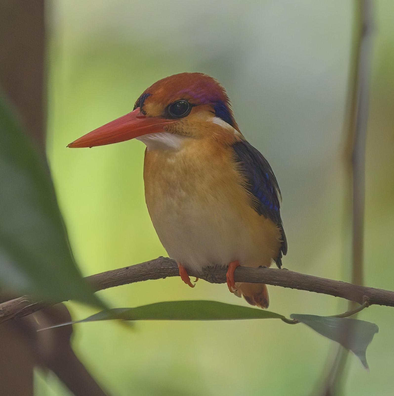 Black-backed Dwarf-Kingfisher Photo by Steven Cheong