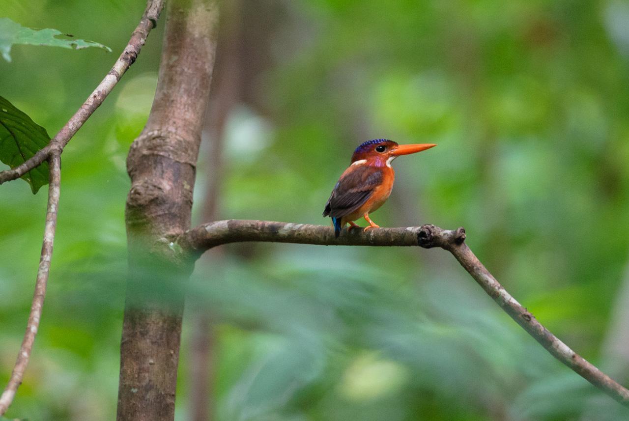 Sulawesi Dwarf-Kingfisher Photo by Marek Stefunko
