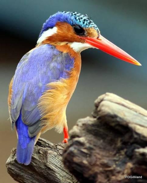 Malachite Kingfisher Photo by Frank Gilliland