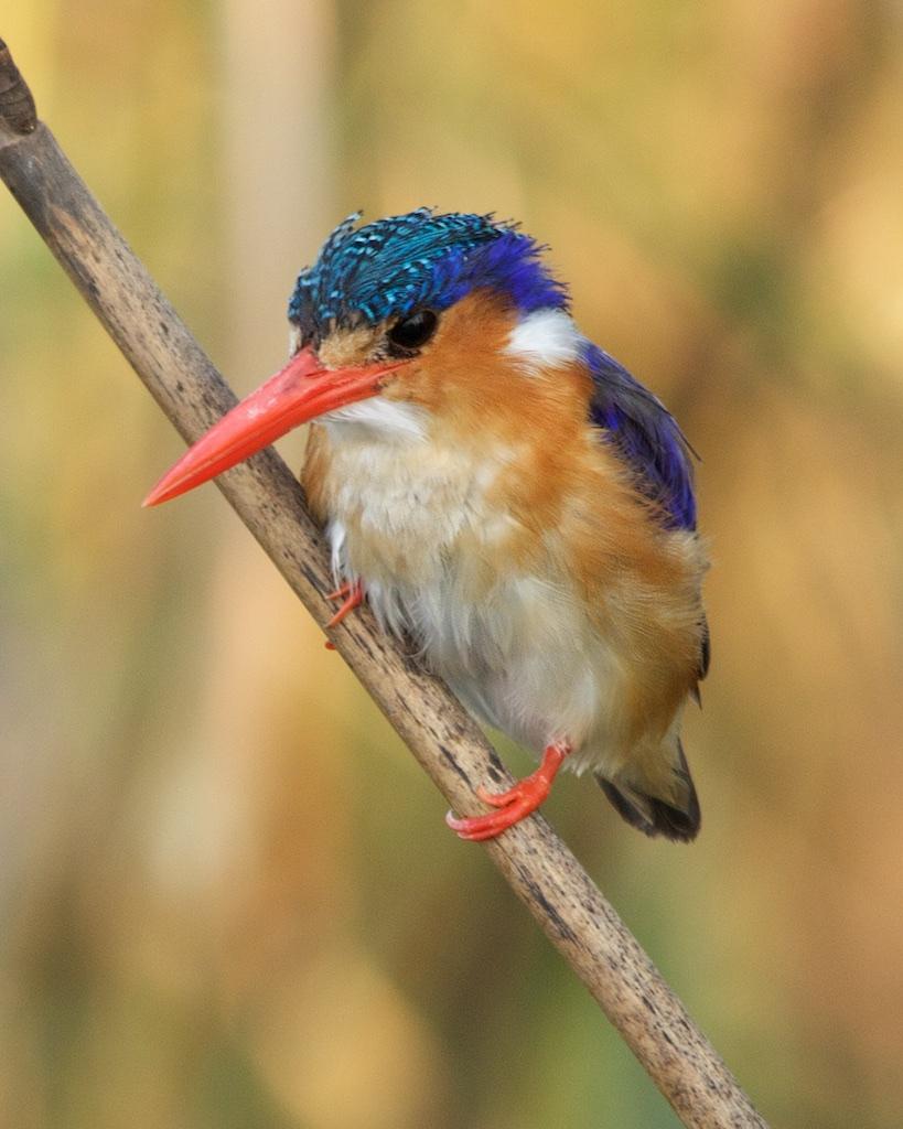 Malachite Kingfisher Photo by Denis Rivard