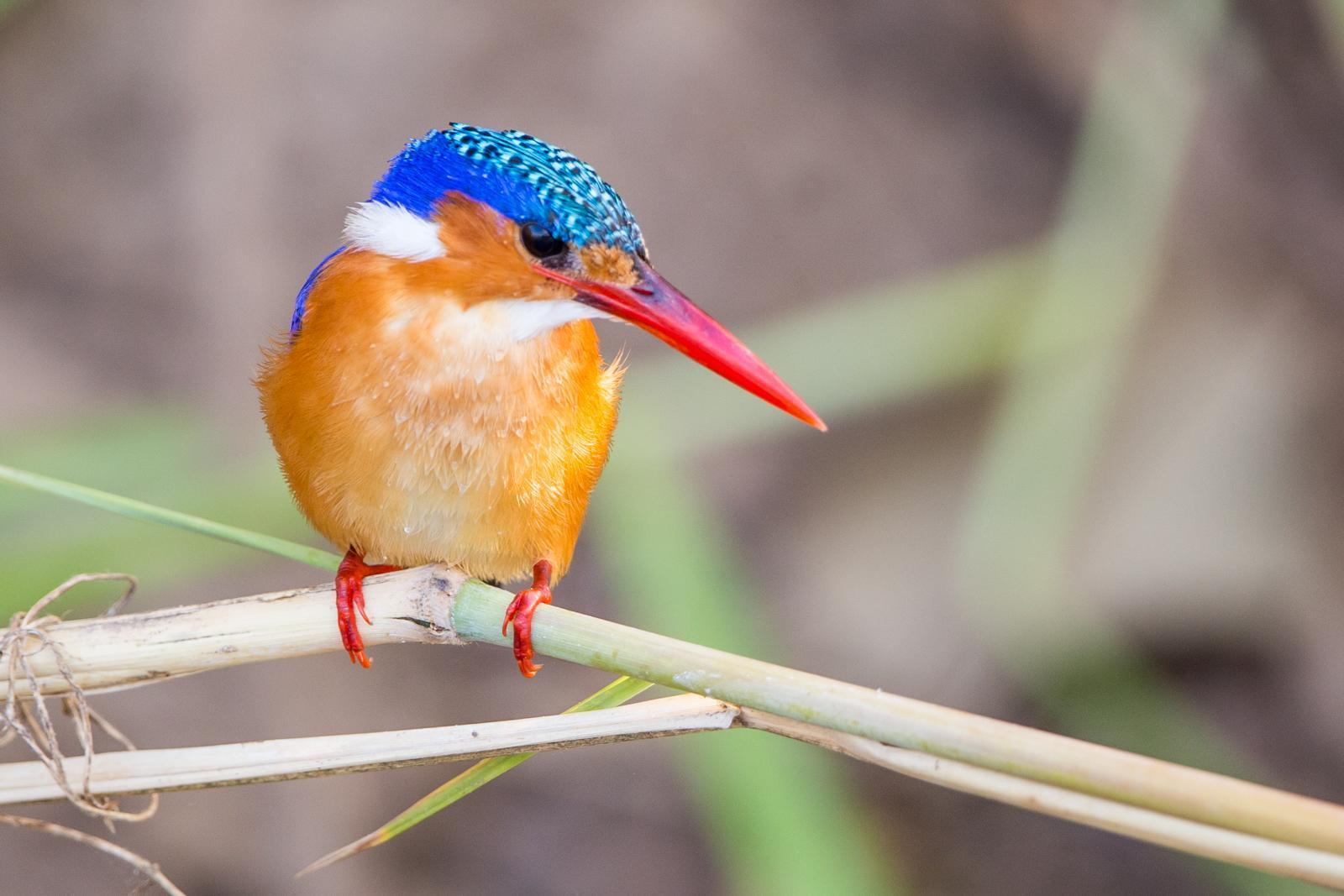 Malachite Kingfisher Photo by Rhys Marsh
