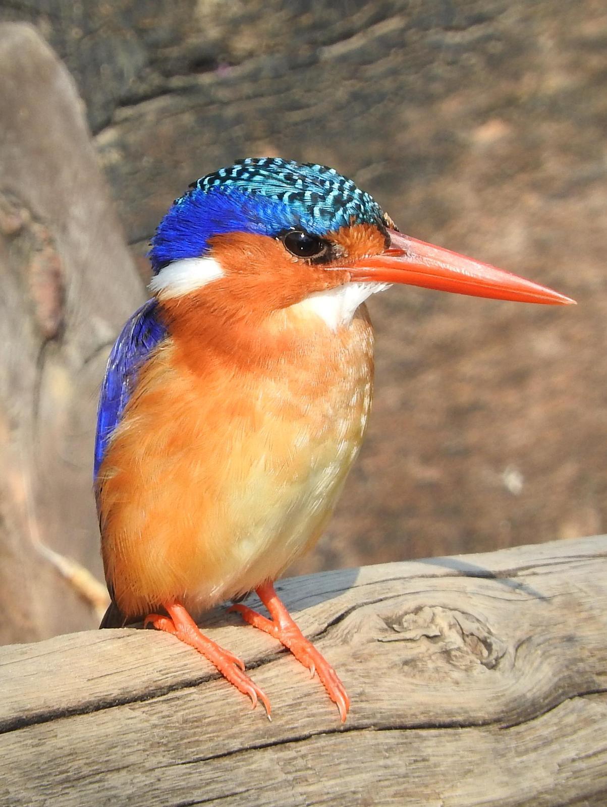 Malachite Kingfisher Photo by Todd A. Watkins