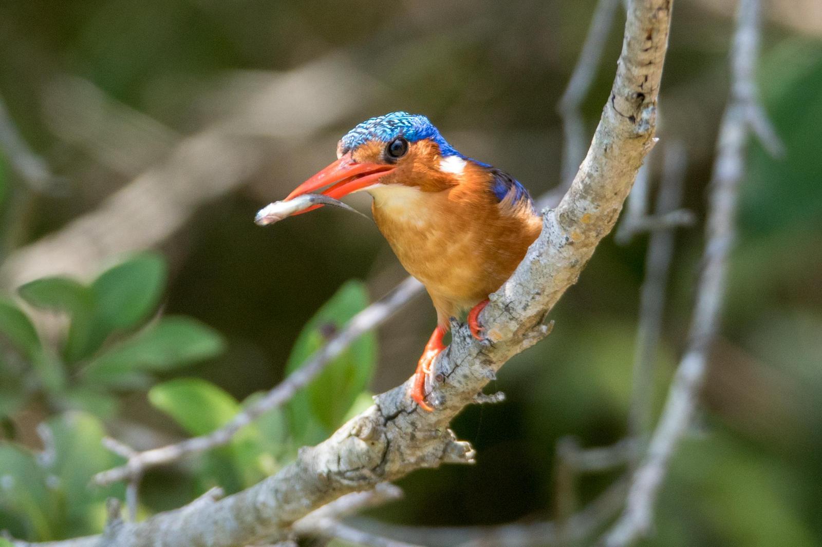 Malachite Kingfisher Photo by Gerald Hoekstra