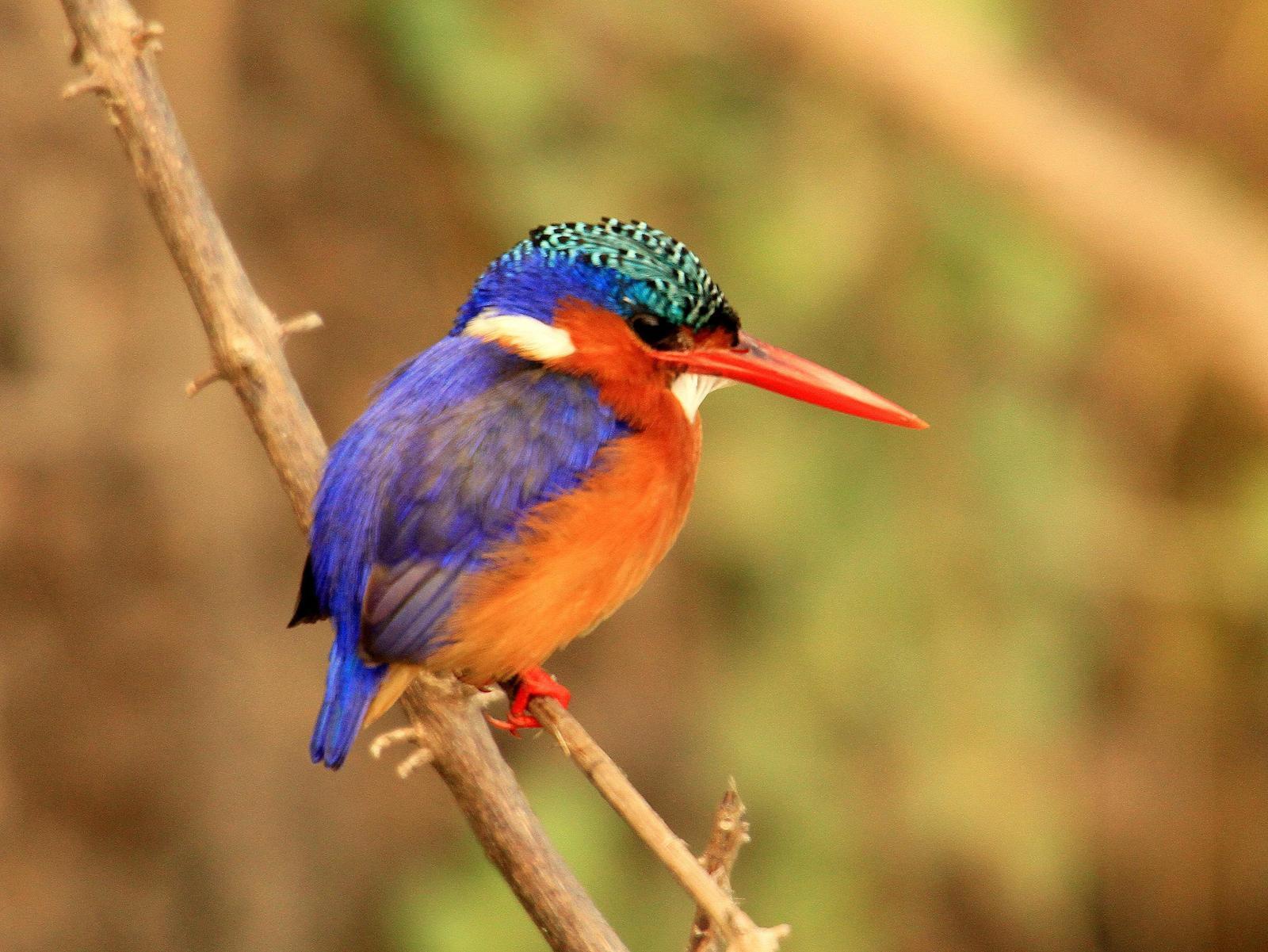 Malachite Kingfisher Photo by Don Downer