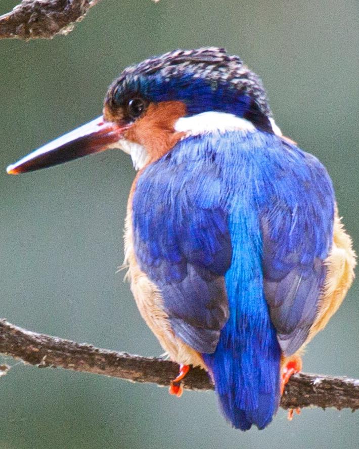Malagasy Kingfisher Photo by Sue Wright