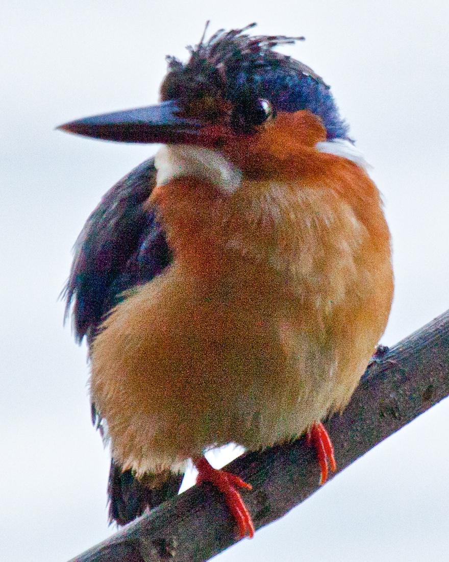 Malagasy Kingfisher Photo by Sue Wright