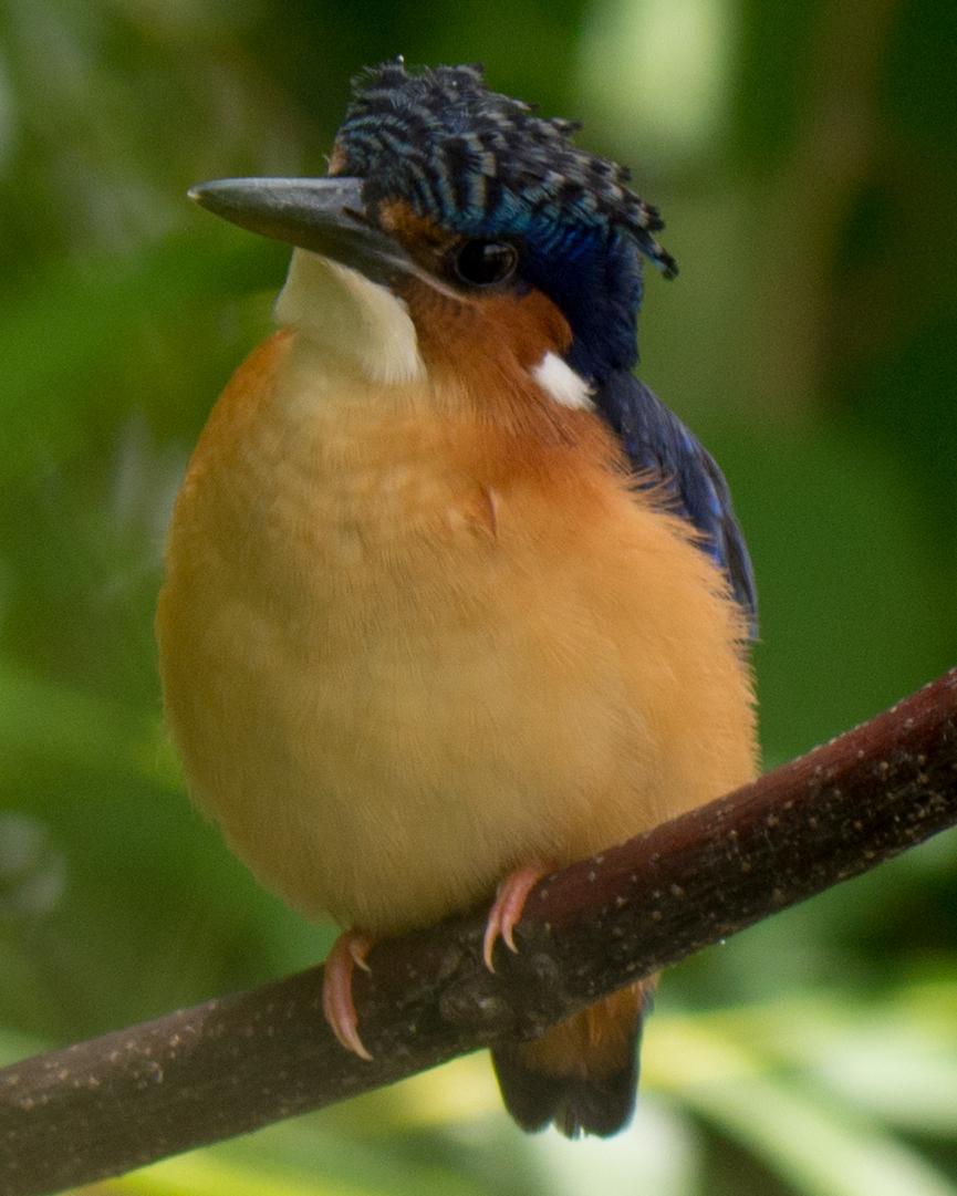 Malagasy Kingfisher Photo by Randy Siebert