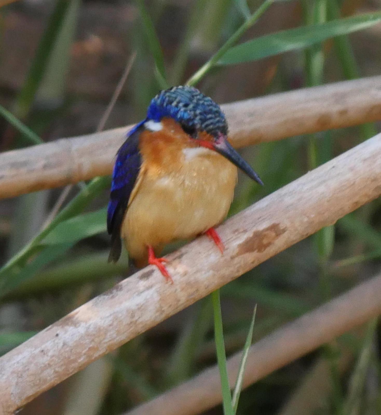 Malagasy Kingfisher Photo by Peter Lowe