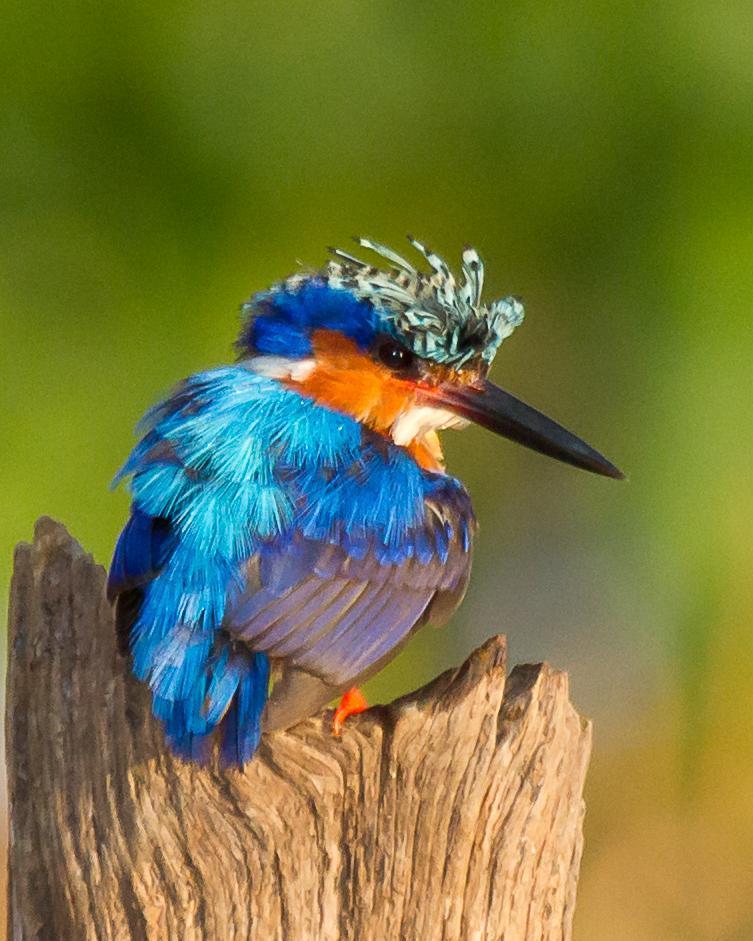 Malagasy Kingfisher Photo by Robert Lewis
