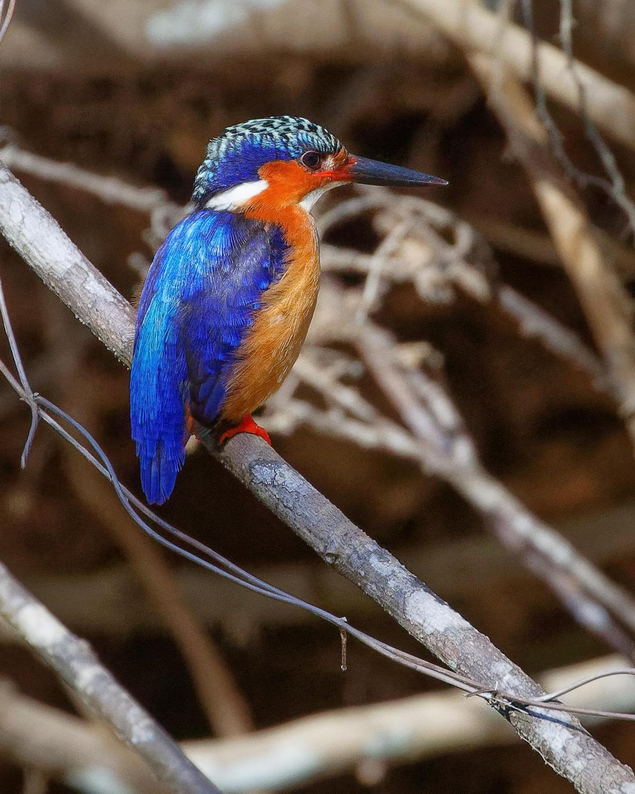 Malagasy Kingfisher Photo by Alan Fieldus