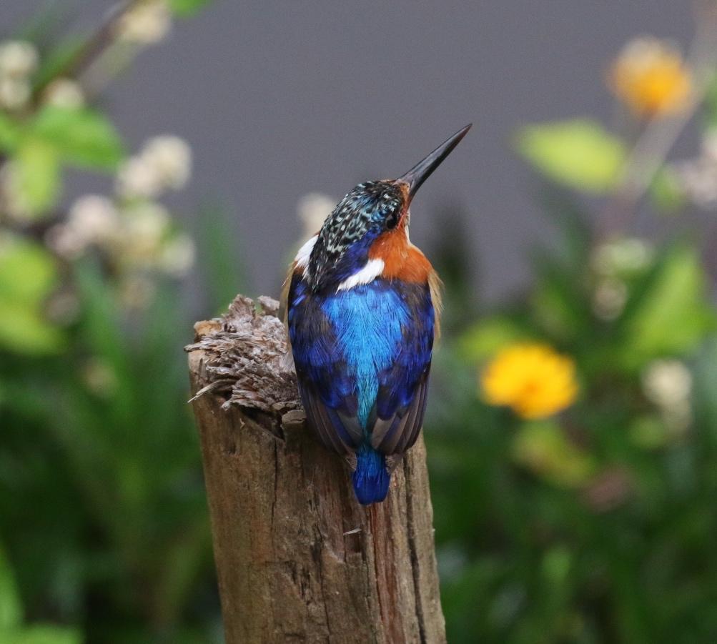 Malagasy Kingfisher Photo by Richard Jeffers
