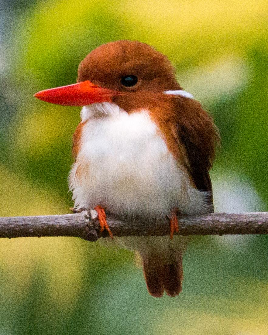 Madagascar Pygmy-Kingfisher Photo by Randy Siebert