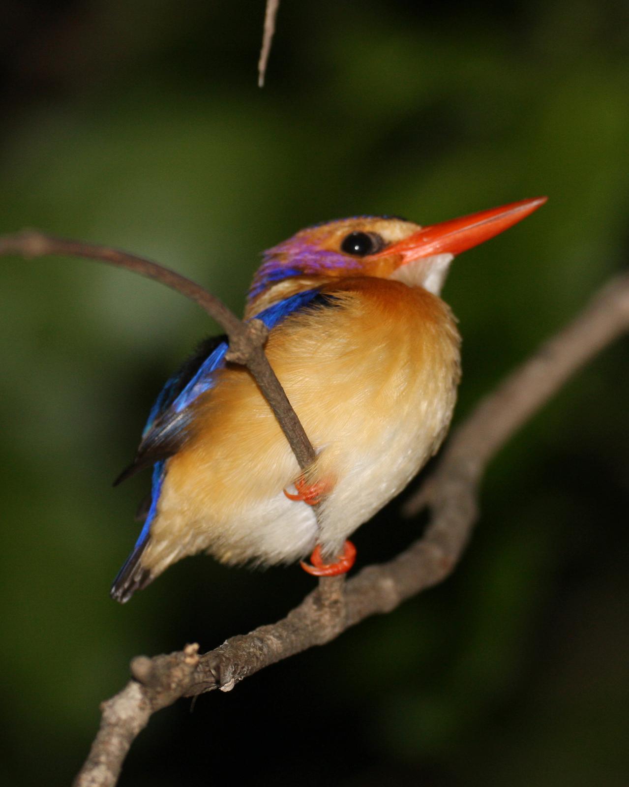African Pygmy-Kingfisher Photo by Henk Baptist