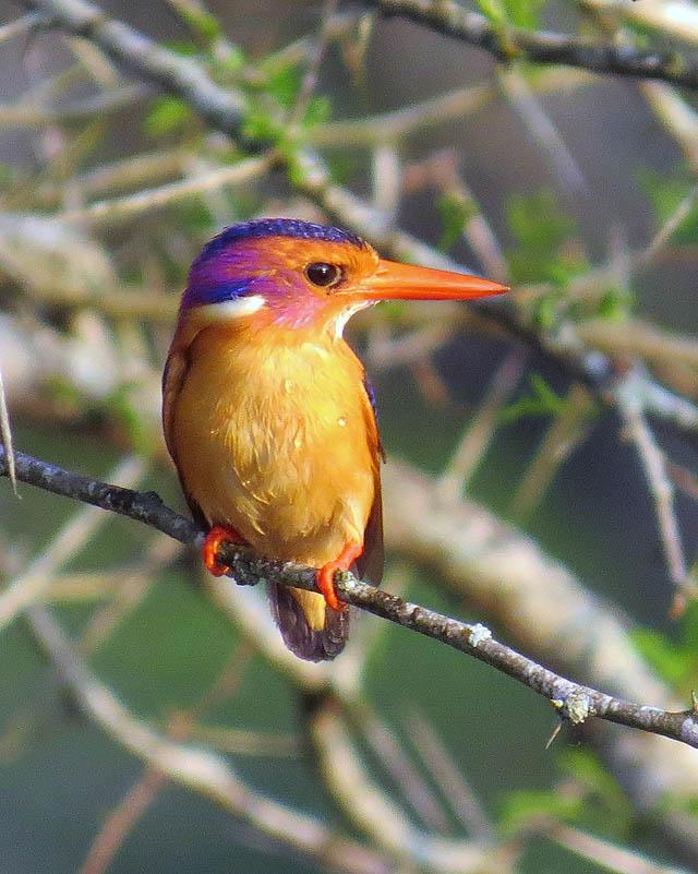 African Pygmy-Kingfisher Photo by Peter Boesman