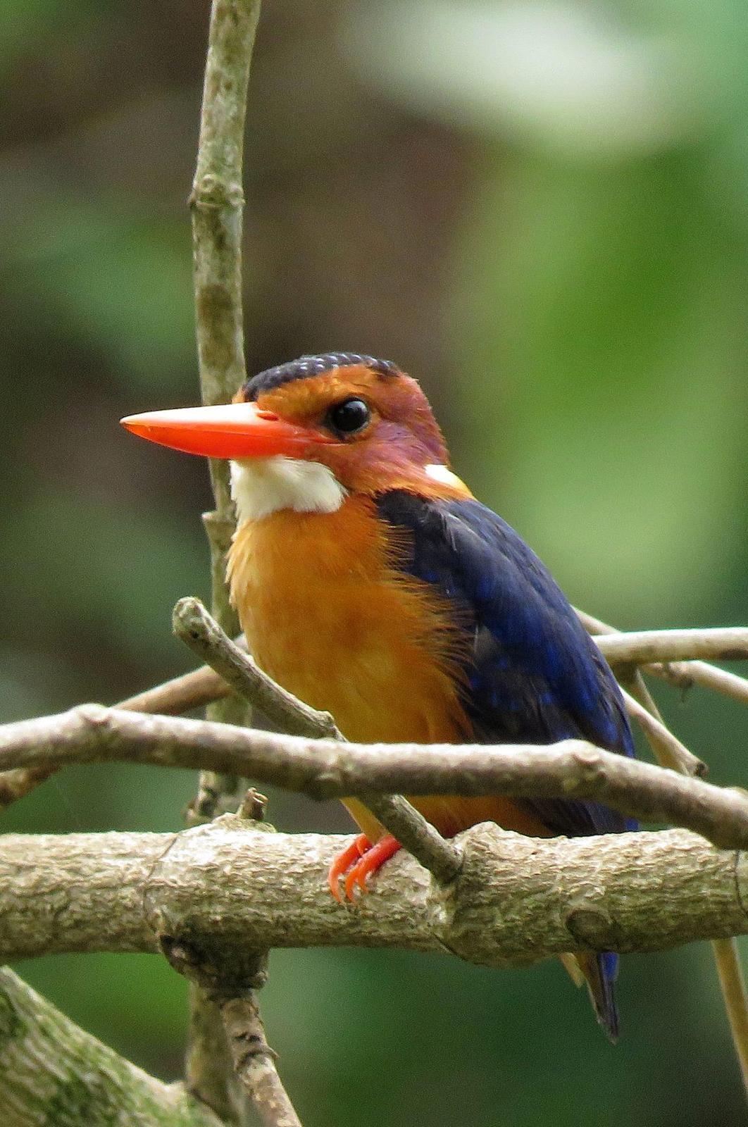 African Pygmy-Kingfisher Photo by Cyndee Pelt