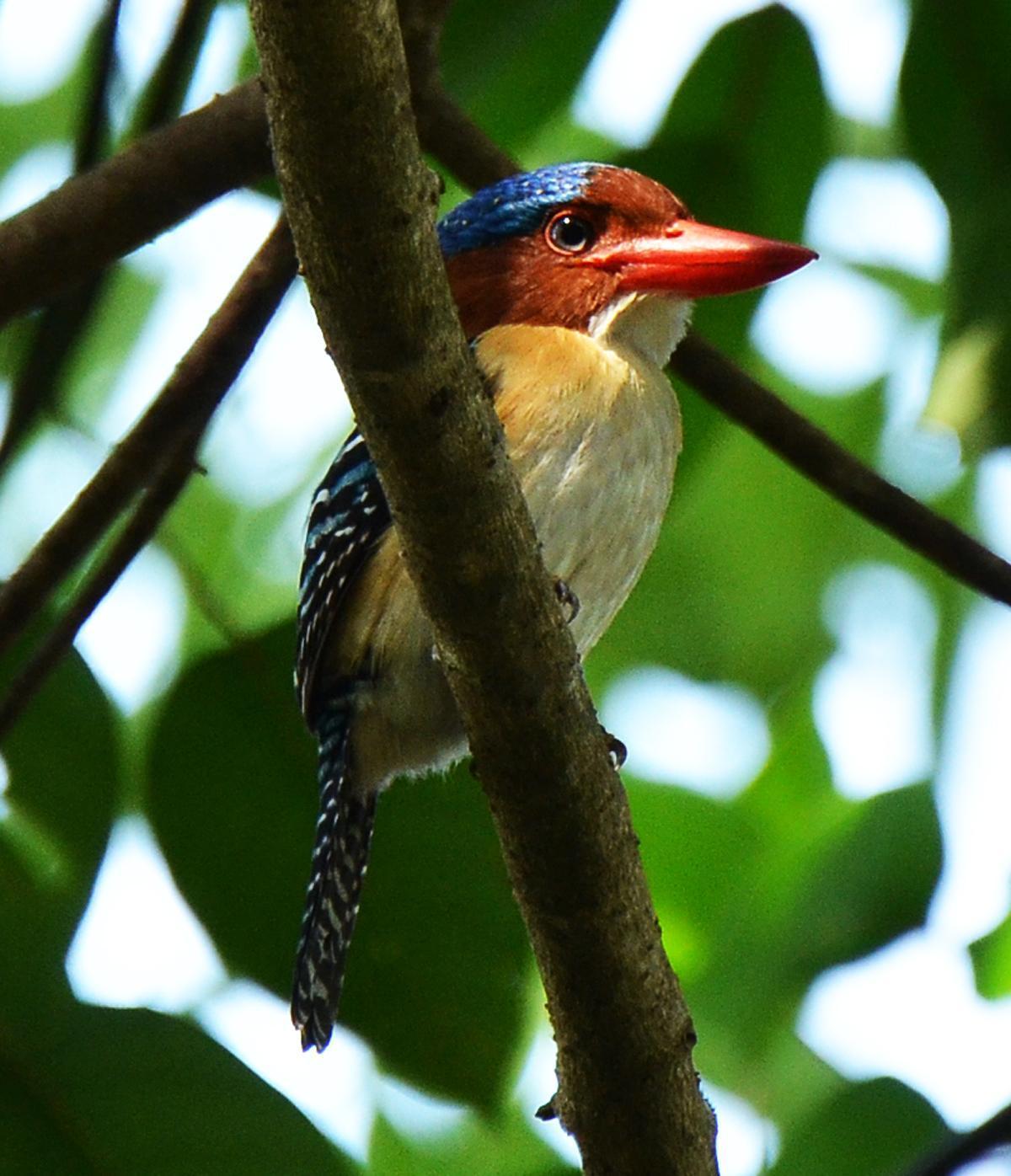 Banded Kingfisher Photo by Uthai Cheummarung