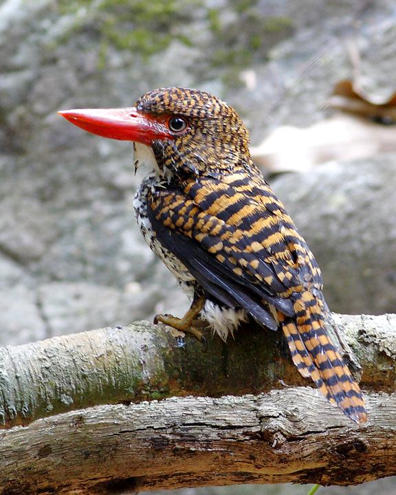 Banded Kingfisher Photo by Rapeepong