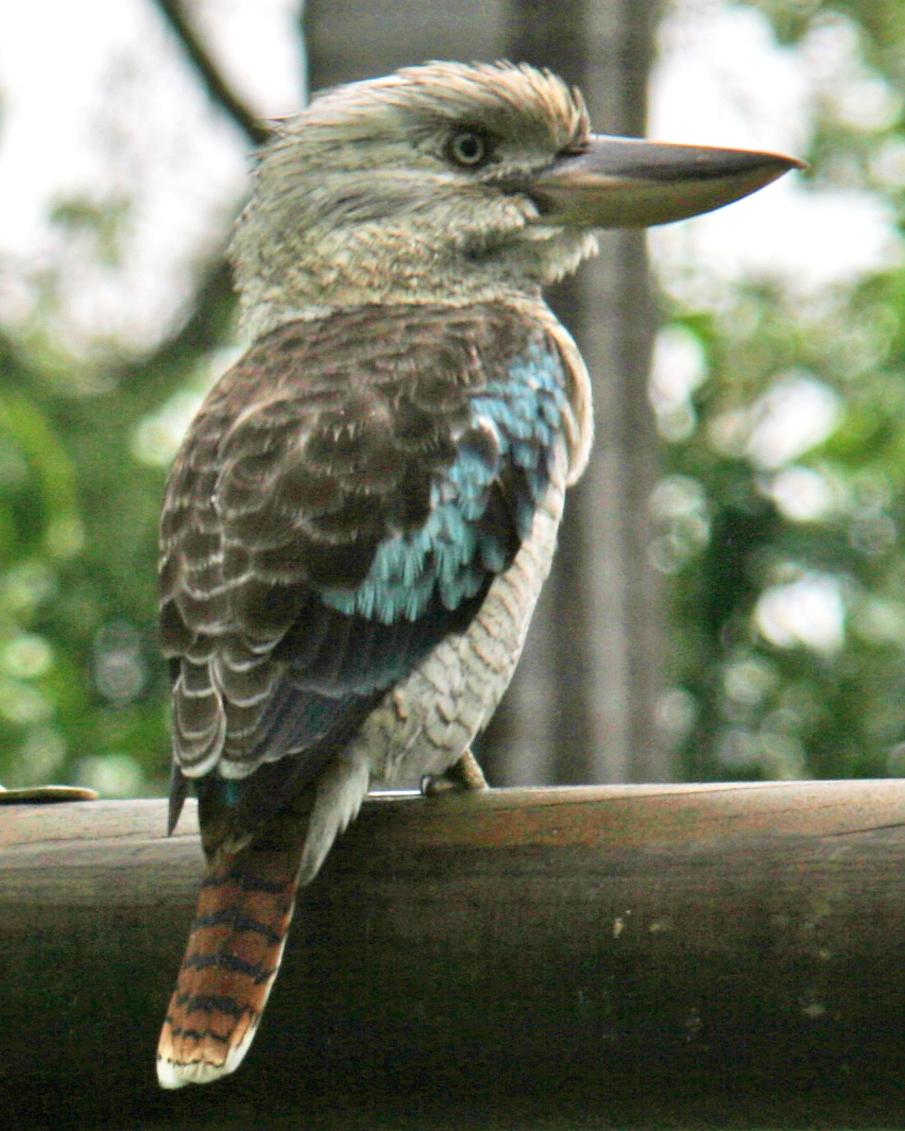 Blue-winged Kookaburra Photo by Mokie Visser