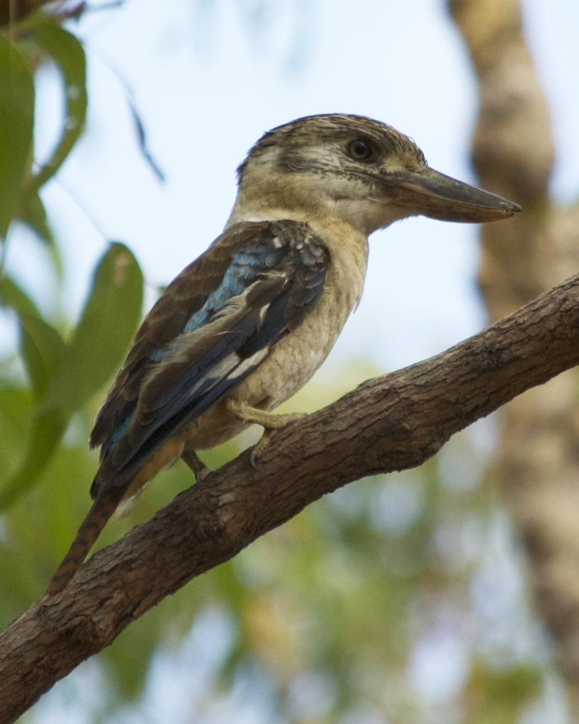 Blue-winged Kookaburra Photo by Jonathan Bent