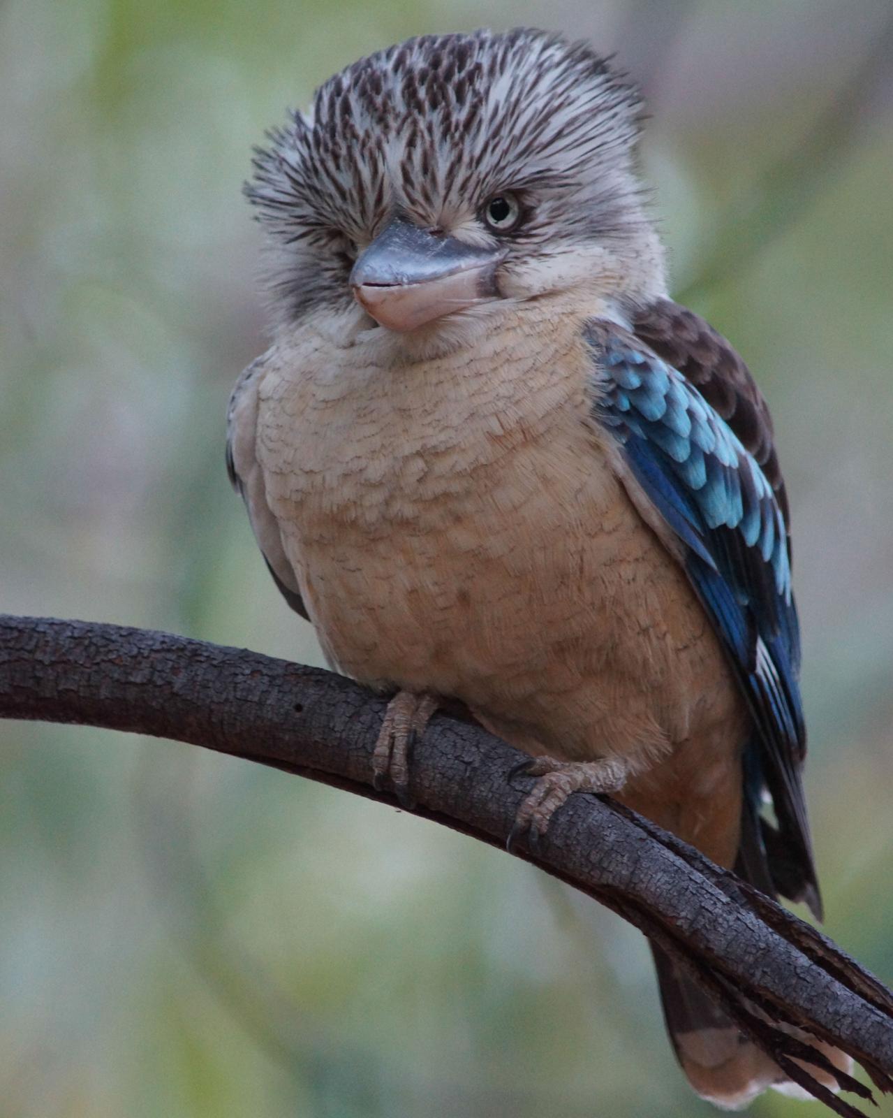 Blue-winged Kookaburra Photo by Steve Percival