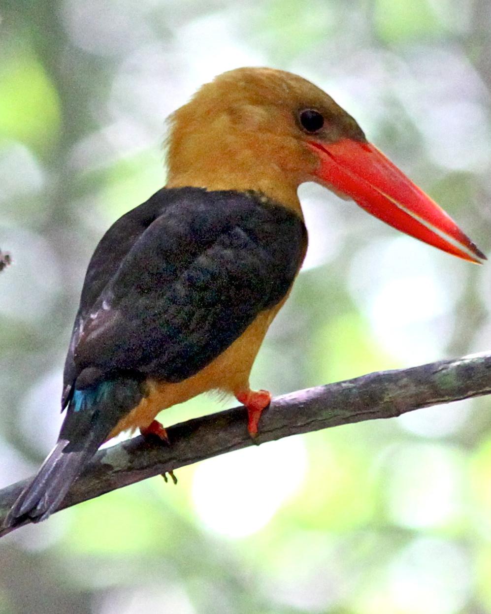 Brown-winged Kingfisher Photo by Knut Hansen