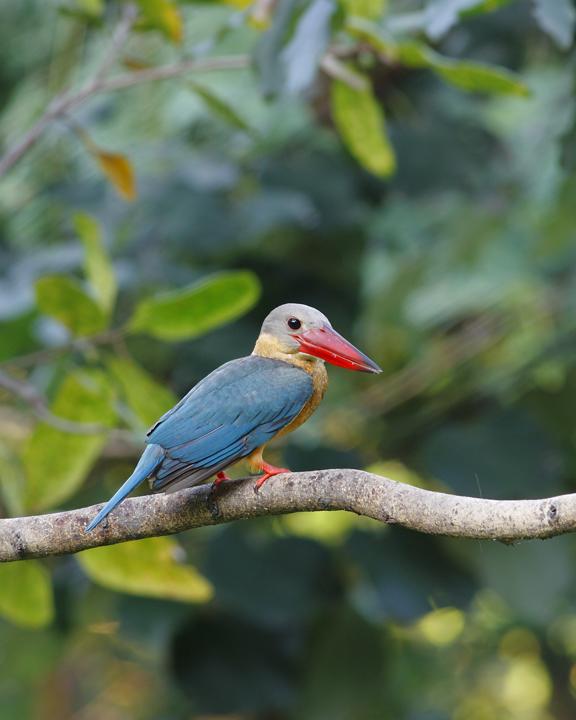 Stork-billed Kingfisher Photo by Rapeepong