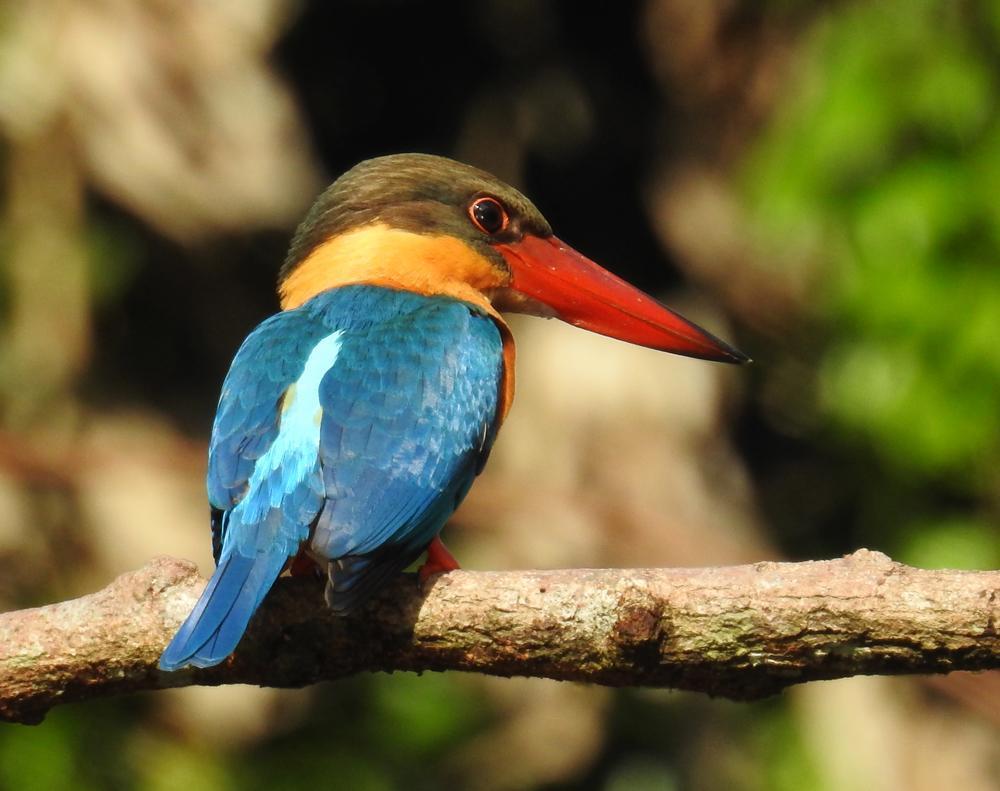 Stork-billed Kingfisher Photo by Roger Harris