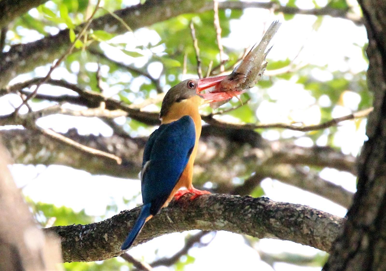 Stork-billed Kingfisher Photo by Steven Cheong