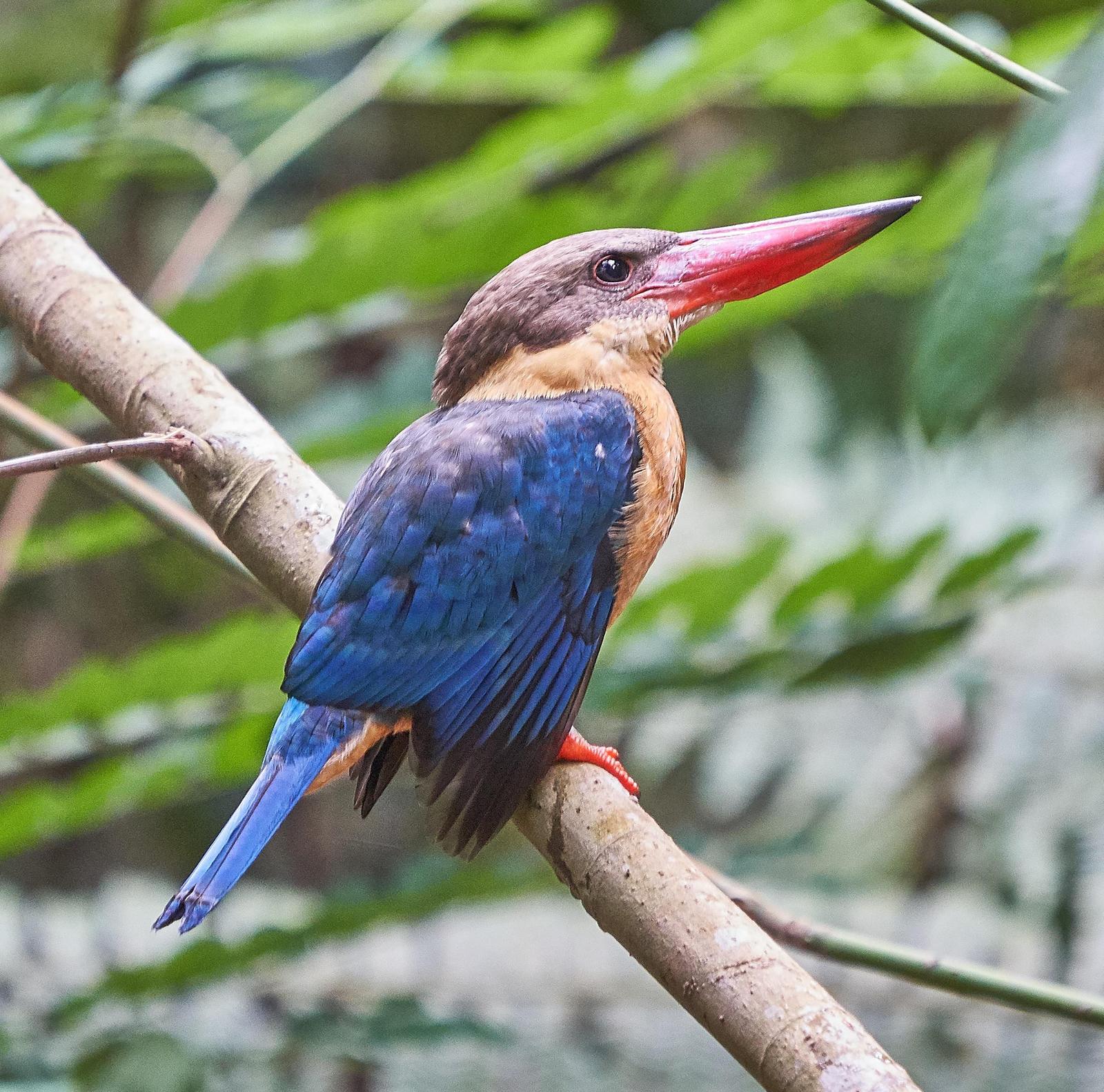 Stork-billed Kingfisher Photo by Steven Cheong