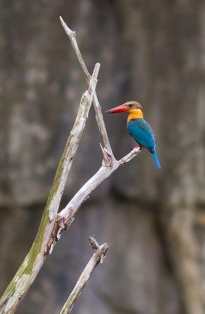 Stork-billed Kingfisher Photo by Kenneth Cheong