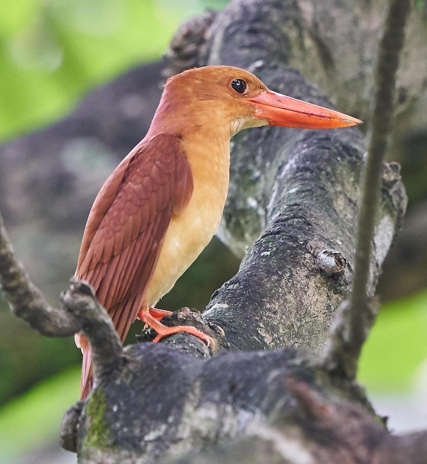 Ruddy Kingfisher Photo by Steven Cheong