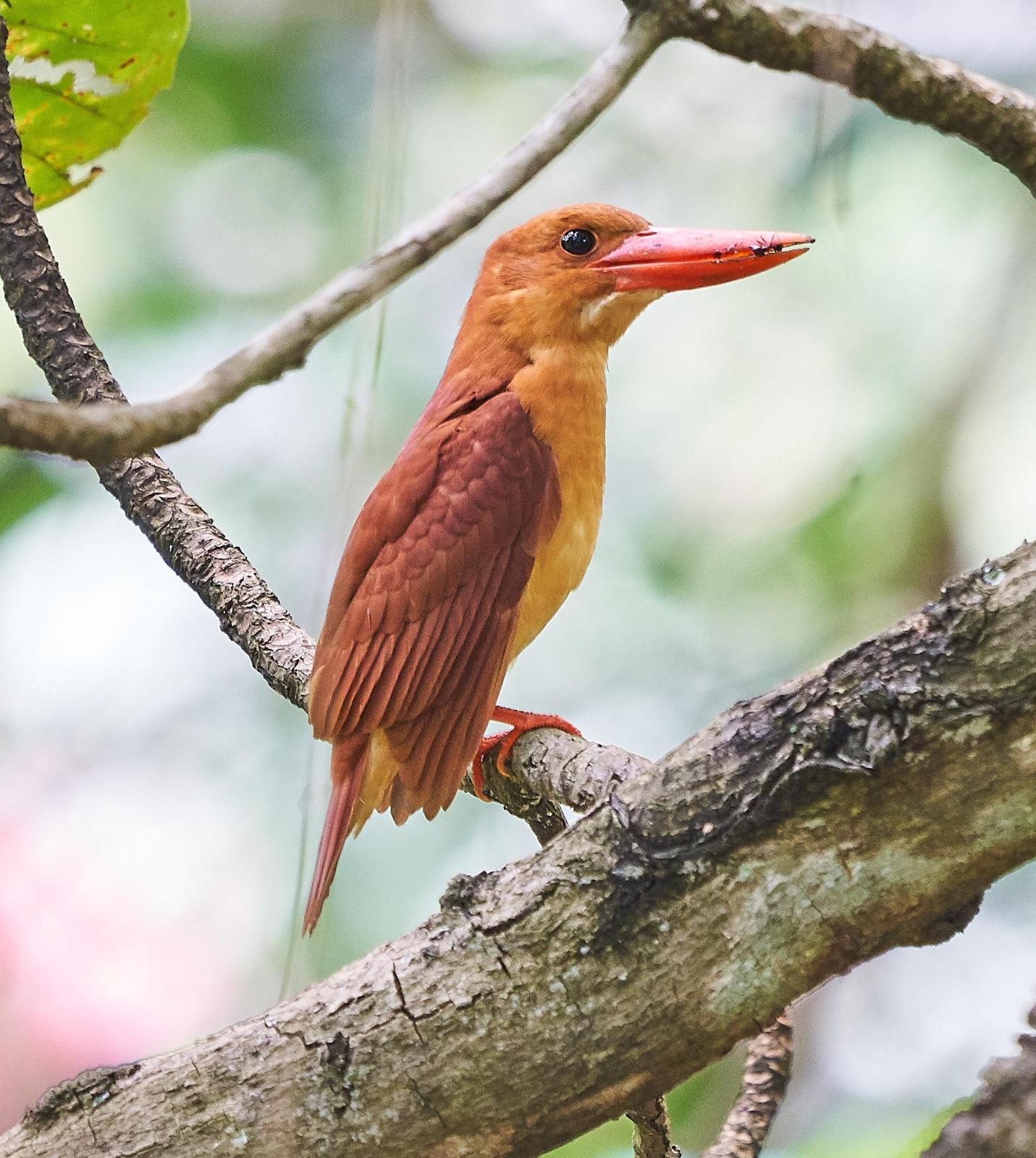 Ruddy Kingfisher Photo by Steven Cheong