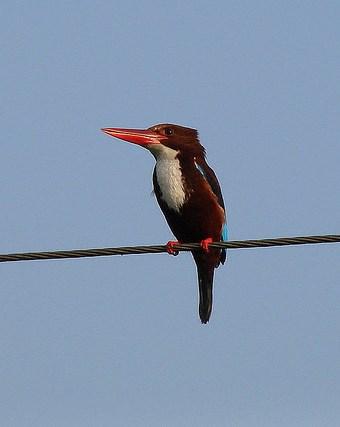 White-throated Kingfisher Photo by Sean Fitzgerald