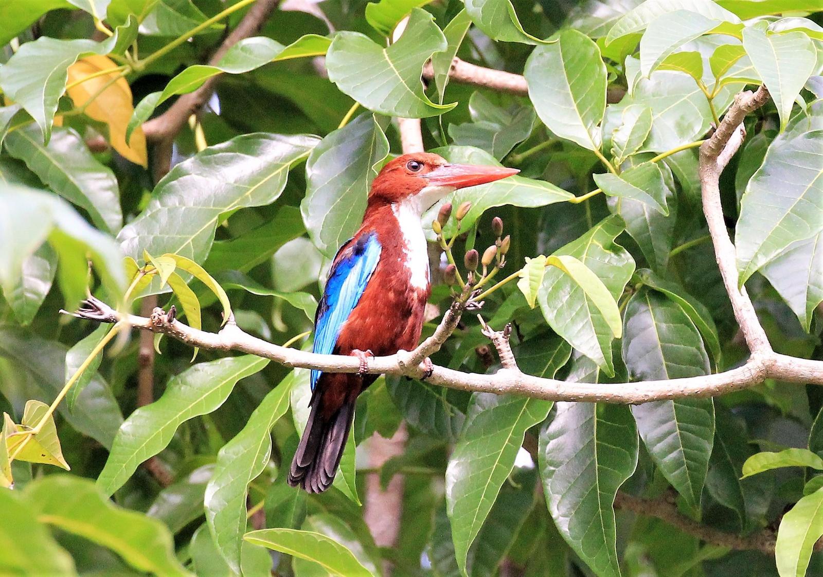 White-throated Kingfisher Photo by Steven Cheong