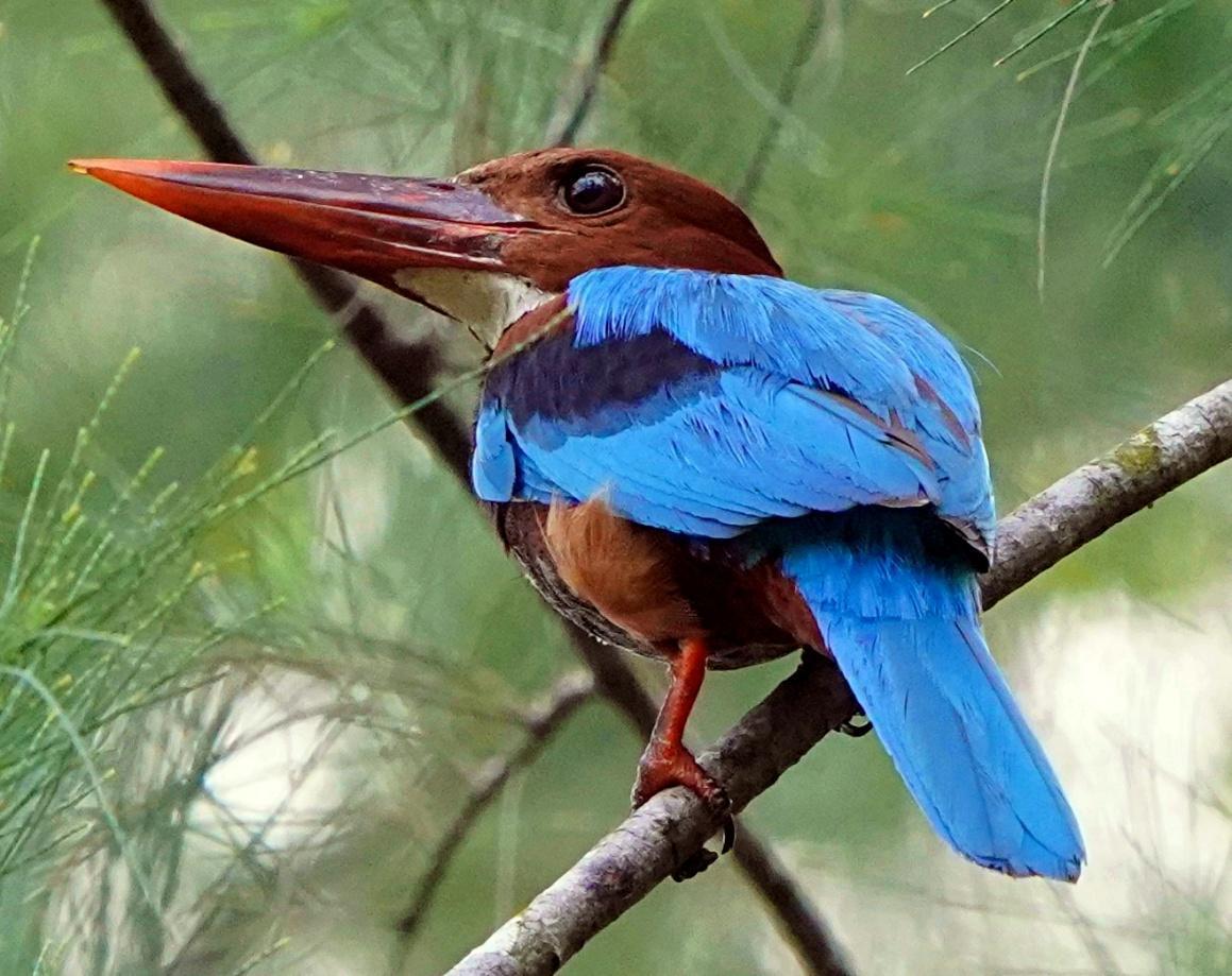 White-throated Kingfisher Photo by Steven Cheong