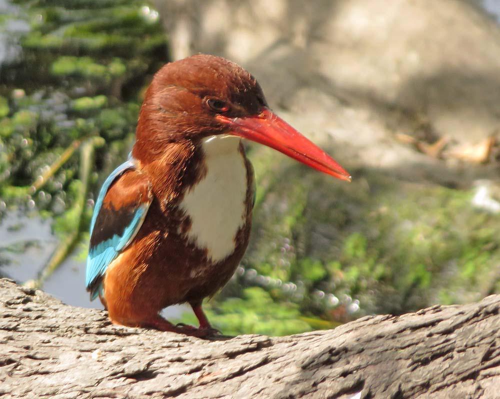 White-throated Kingfisher Photo by Peter Boesman