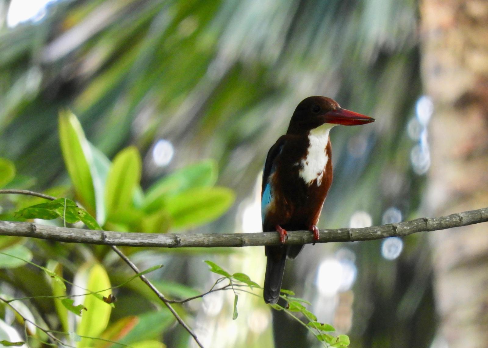 White-throated Kingfisher Photo by Yvonne Burch-Hartley