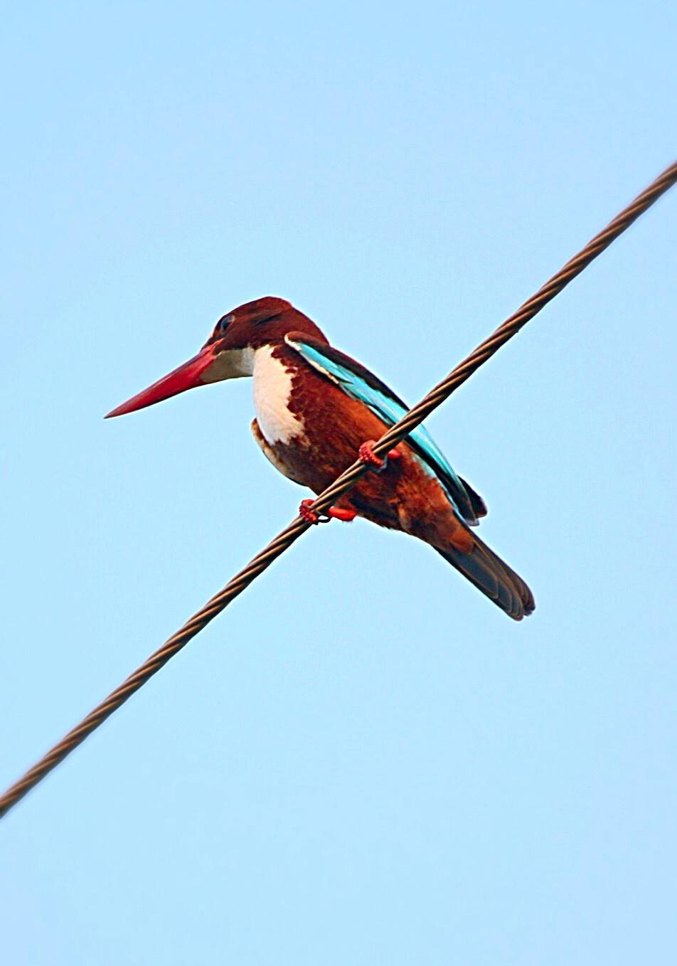 White-throated Kingfisher Photo by Premkumar Thalur