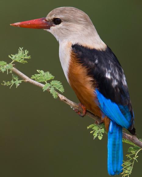 Gray-headed Kingfisher Photo by Mike Barth